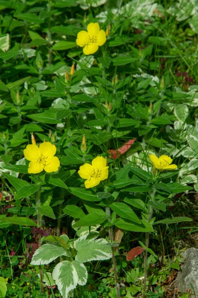 Oenothera Glazioviana 俗称大叶报春花 Large Leaved Primrose 和红皮报春花 Red Skin Primrose — 图库照片