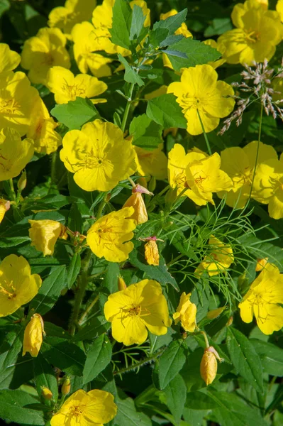 Oenothera Glazioviana Known General Name Large Leaved Primrose Red Skinned — Stock Photo, Image