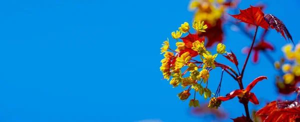 メイプルの花は緑色 橙色または赤です いくつかのマプルは 蜂のための早春に花粉や蜜の源です — ストック写真