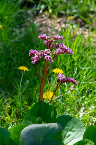Bergenia (saxophone with elephant ears) is a genus of ten species of flowering plants of the Saxifragaceae family that grow in Central Asia, from Afghanistan to China and the Himalayan region.
