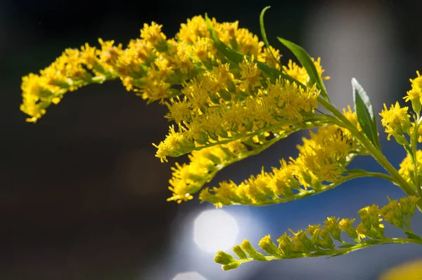 Λουλούδι Saltago Κοινώς Γνωστό Χρυσό Δέντρο Προέρχεται Από Βόρεια Αμερική — Φωτογραφία Αρχείου