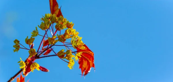 Lönnblommor Grã Gula Orange Eller Vissa Lönnar Källa Till Pollen — Stockfoto