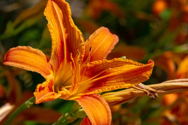 Lilium Lancifolium Növekszik Kínában Japánban Koreában Távol Keleten Oroszország Narancs — Stock Fotó