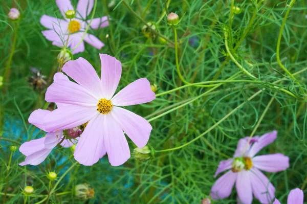 Cosmos Est Originaire Des Broussailles Des Prairies Mexique Trouvent Plupart — Photo