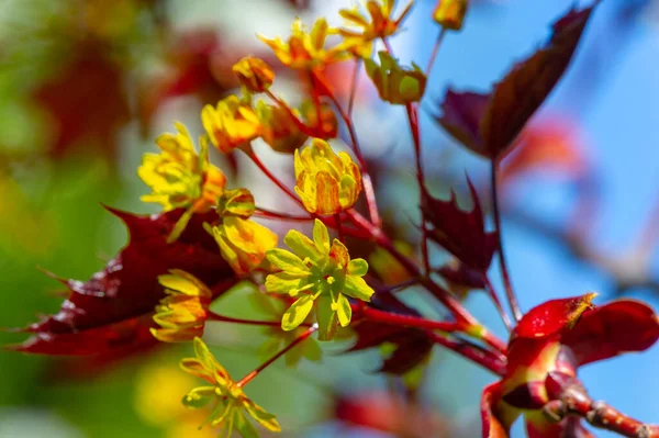 Λουλούδια Σφενδάμου Είναι Πράσινα Κίτρινα Πορτοκαλί Κόκκινα Μερικά Σφενδάμια Είναι — Φωτογραφία Αρχείου
