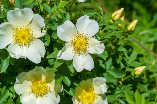 Die Rosa Hüfte Enthält Carotinoid Beta Carotin Lutein Zeaxanthin Und — Stockfoto