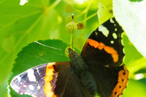 凡妮莎 阿塔兰特 Vanessa Atalanta 红将军或更早 红且迷人 是一只中等身材的蝴蝶 有黑色翅膀 橙色条纹和白色斑点 它的翼展约2英寸 — 图库照片