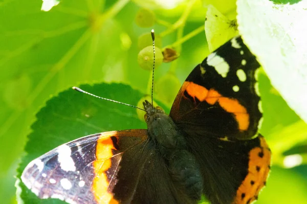 டலண Vanessa Atalanta இறக ஆரஞ அளவ — ஸ்டாக் புகைப்படம்