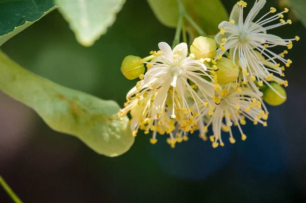 Uma Flor Uma Tília Gênero Comumente Chamado Cal Reino Unido — Fotografia de Stock