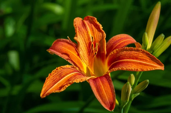 Lilium Lancifolium Növekszik Kínában Japánban Koreában Távol Keleten Oroszország Narancs — Stock Fotó