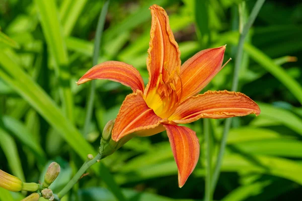 Lilium Lancifolium Растет Китае Японии Корее Дальнем Востоке России Декоративное — стоковое фото