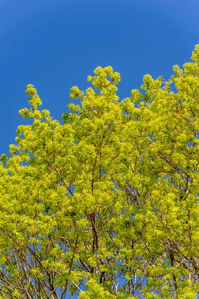 Fiori Acero Sono Verdi Gialli Arancioni Rossi Alcuni Aceri Sono — Foto Stock