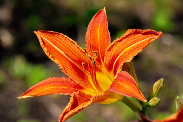 Lilium Lancifolium Növekszik Kínában Japánban Koreában Távol Keleten Oroszország Narancs — Stock Fotó