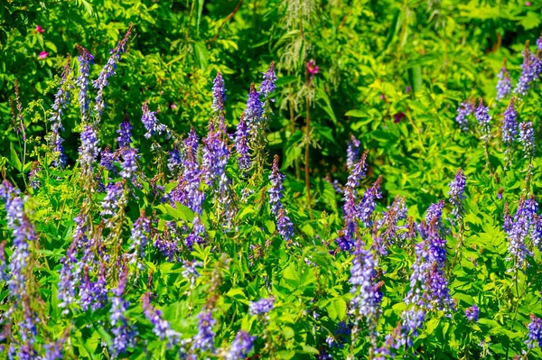 Uma Flor Silvestre Flor Silvestre Uma Flor Que Cresce Natureza — Fotografia de Stock