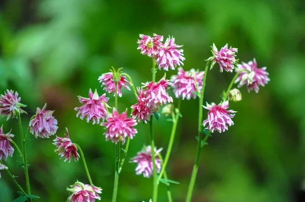 Wildflower Wild Flower Flower Grows Wild Meaning Intentionally Seeded Planted — Stock Photo, Image