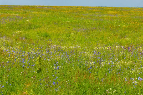 Wildflower Wild Flower Flower Grows Wild Meaning Intentionally Seeded Planted — Stock Photo, Image