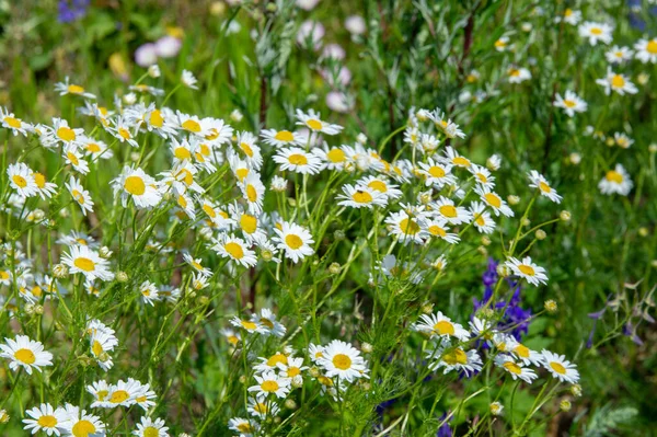 Une Fleur Sauvage Fleur Sauvage Est Une Fleur Qui Pousse — Photo