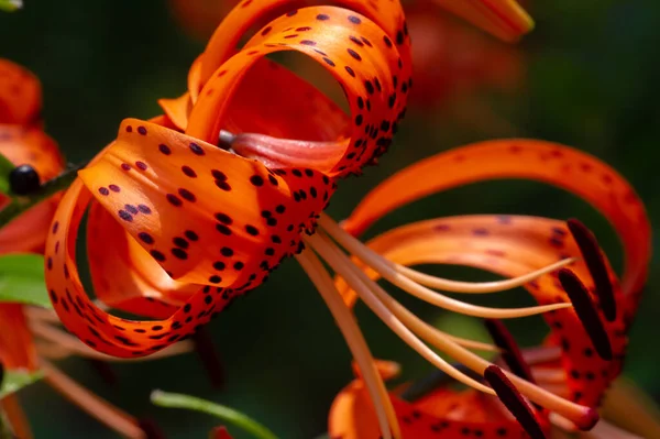 Lilium Lancifolium Crece China Japón Corea Lejano Oriente Rusia Planta —  Fotos de Stock