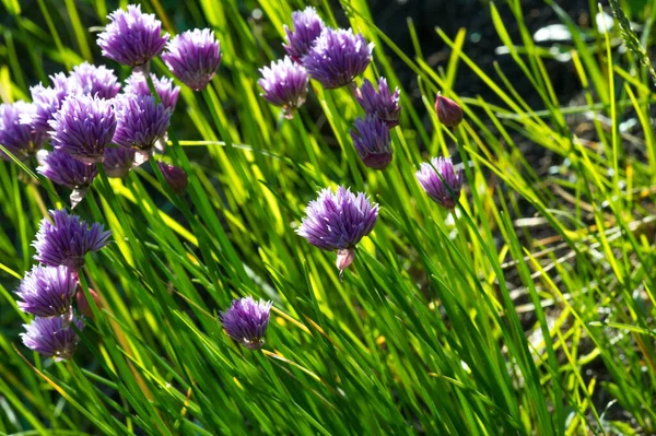 Лук Научное Название Allium Schoenoprasum Многолетнее Растение Широко Распространено Природе — стоковое фото