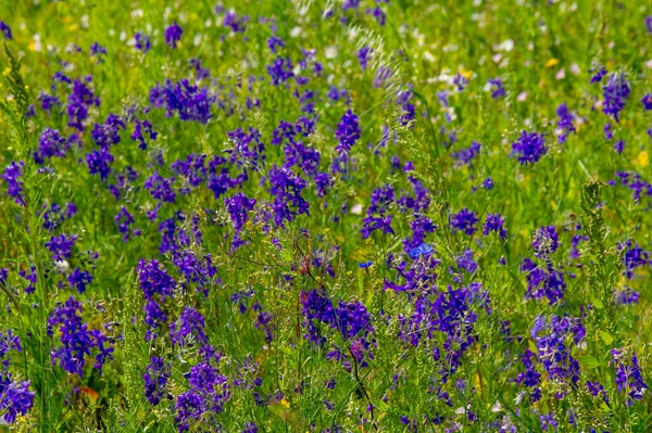 Eine Wildblume Oder Wildblume Ist Eine Blume Die Freier Wildbahn — Stockfoto