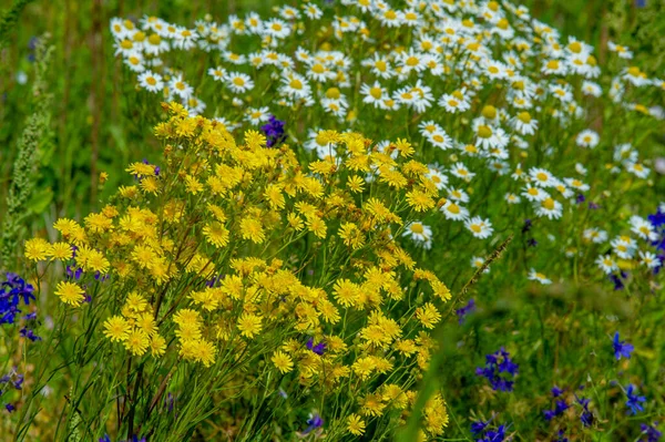 Wildflower Wild Flower Flower Grows Wild Meaning Intentionally Seeded Planted — Stock Photo, Image