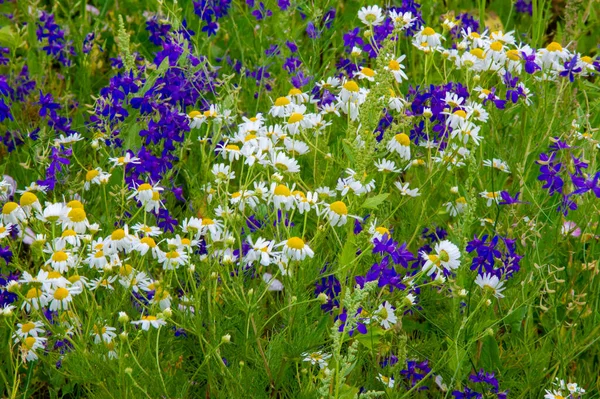 Une Fleur Sauvage Fleur Sauvage Est Une Fleur Qui Pousse — Photo