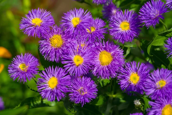 The name Aster comes from the Greek word , which means the star, which means the shape of the flower head.