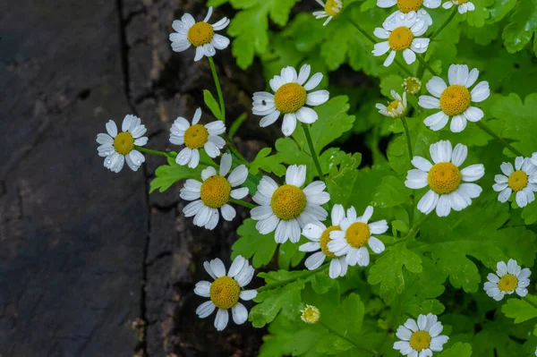 Wildflower Wild Flower Flower Grows Wild Meaning Intentionally Seeded Planted — Stock Photo, Image