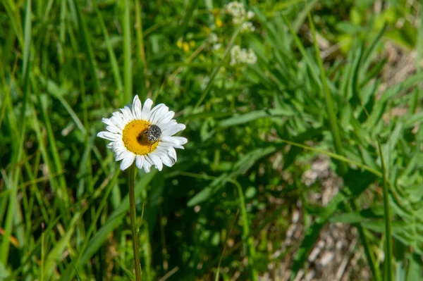 Uma Flor Silvestre Flor Silvestre Uma Flor Que Cresce Natureza — Fotografia de Stock