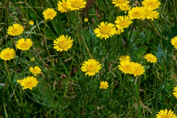 Eine Wildblume Oder Wildblume Ist Eine Blume Die Freier Wildbahn — Stockfoto