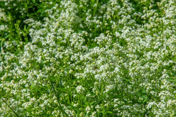 Wildflower Wild Flower Flower Grows Wild Meaning Intentionally Seeded Planted — Stock Photo, Image