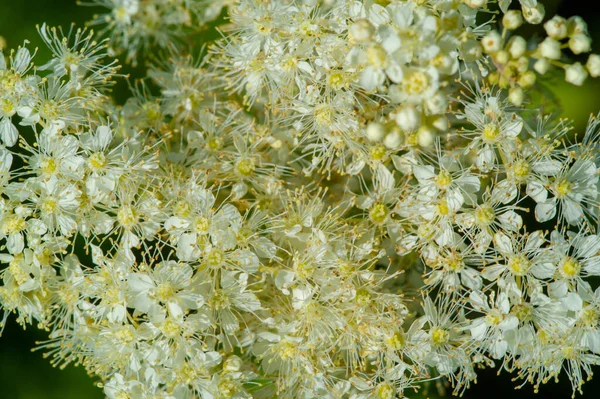 Una Flor Silvestre Flor Silvestre Una Flor Que Crece Naturaleza —  Fotos de Stock