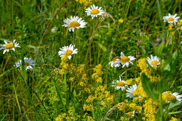 Eine Wildblume Oder Wildblume Ist Eine Blume Die Freier Wildbahn — Stockfoto