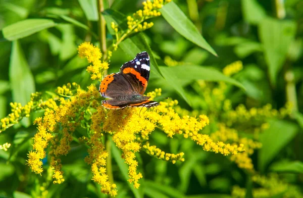 Flor Solidago Comumente Chamado Goldenrods Vem América Norte Incluindo México — Fotografia de Stock