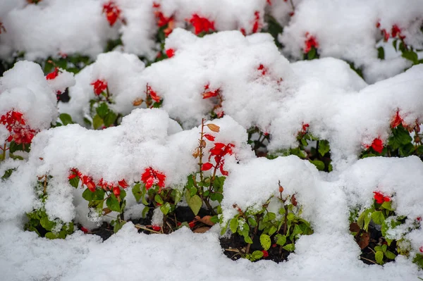 Primeira Neve Flores Cobertas Neve Fim Outono Quente Geadas Vêm — Fotografia de Stock