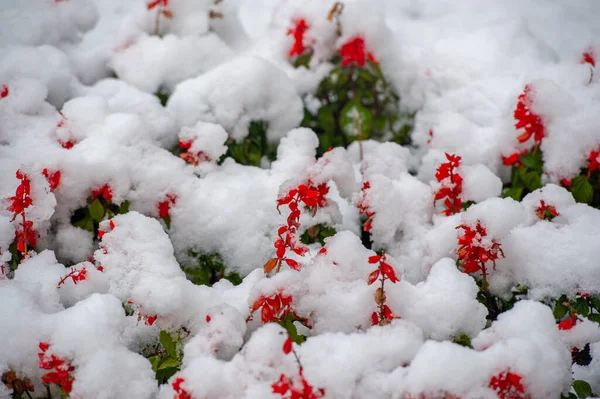 First Snow Snow Covered Flowers End Warm Autumn Frosts Come — Stock Photo, Image