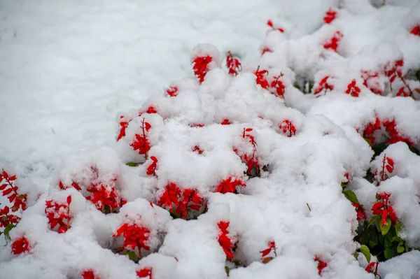 Primeira Neve Flores Cobertas Neve Fim Outono Quente Geadas Vêm — Fotografia de Stock