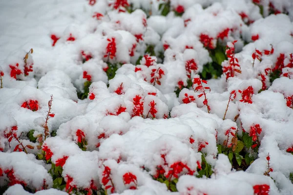 Eerste Sneeuw Besneeuwde Bloemen Het Einde Van Warme Herfst Vorst — Stockfoto
