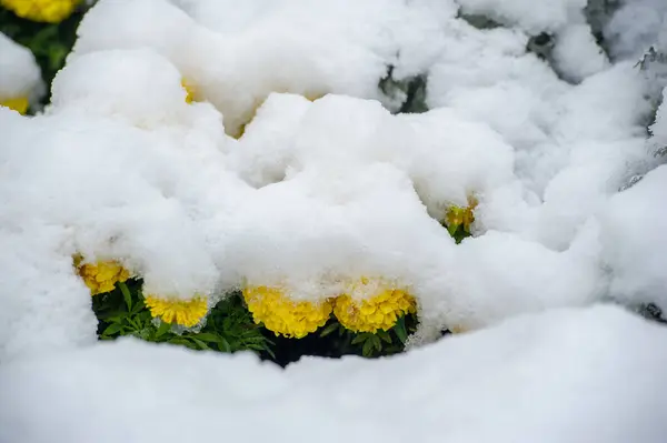 最初の雪 雪に覆われた花 暖かい秋の終わり 霜が来る — ストック写真