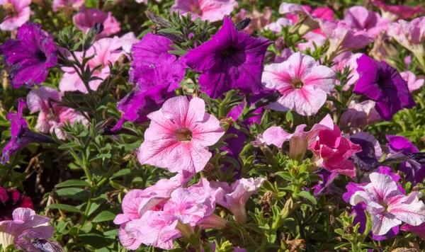 Petunia Una Las Plantas Con Flores Origen Sudamericano Este Nombre —  Fotos de Stock