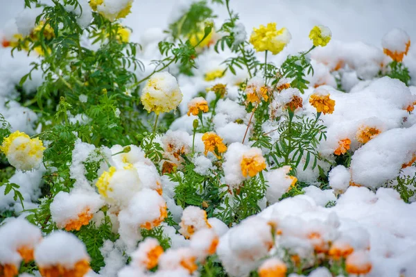 最初の雪 雪に覆われた花 暖かい秋の終わり 霜が来る — ストック写真