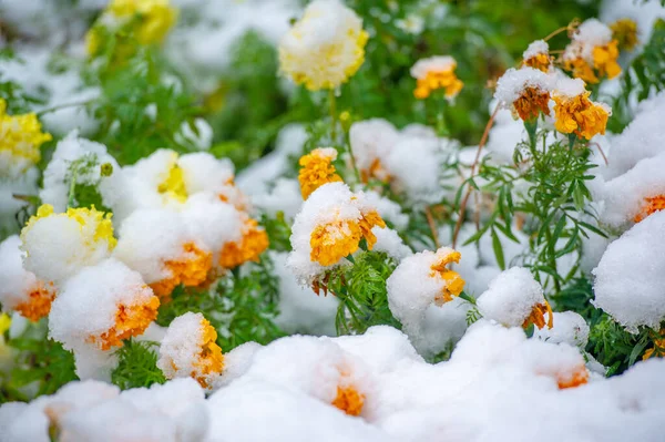 First Snow Snow Covered Flowers End Warm Autumn Frosts Come — Stock Photo, Image