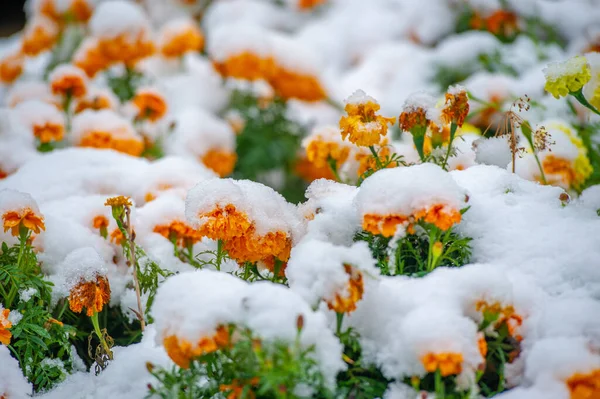 First Snow Snow Covered Flowers End Warm Autumn Frosts Come — Stock Photo, Image