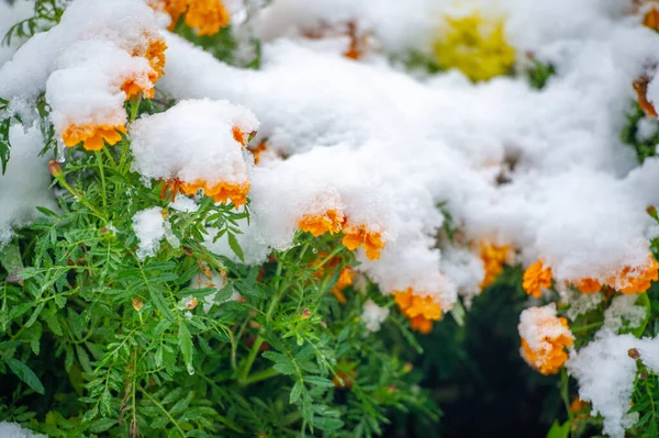 Első Hóval Borított Virágok Meleg Ősz Vége Fagyok Jönnek — Stock Fotó