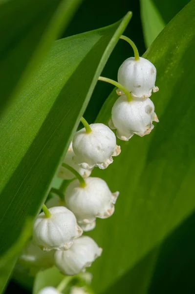 Convallaria Majalis Lily Valley Lily Valley Used Weddings Can Very — Stock Photo, Image