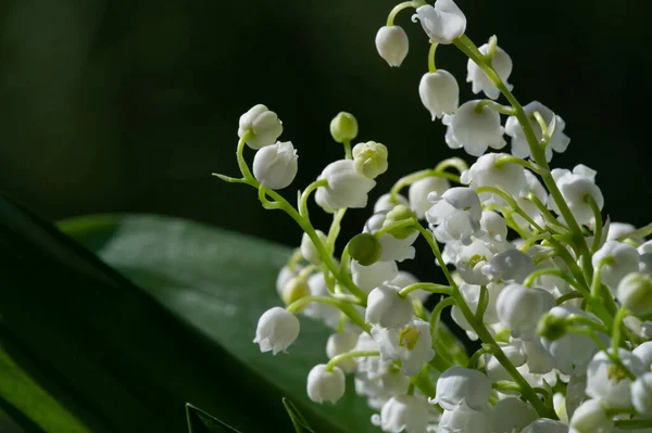 Convallaria Majalis Lis Vallée Lis Vallée Été Utilisé Lors Des — Photo