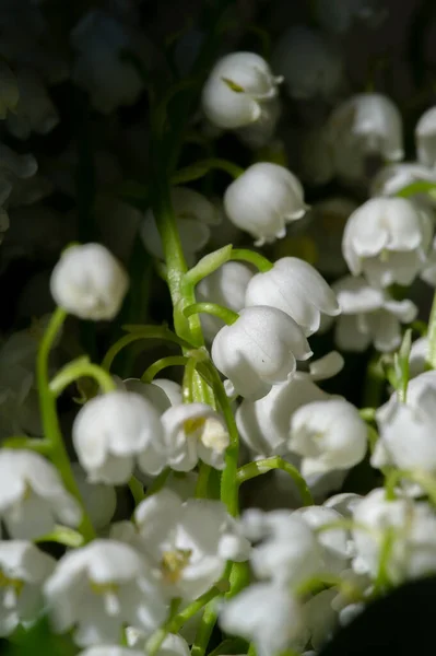 Convallaria Majalis Lelie Van Het Dal Lelie Van Het Dal — Stockfoto