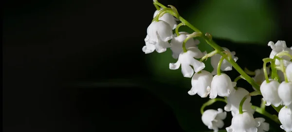 Convallaria Majalis Liljekonvalj Liljekonvalj Användes Vid Bröllop Och Kan Vara — Stockfoto