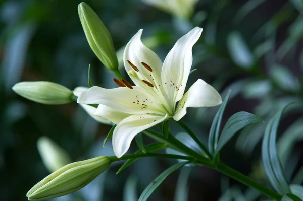 ユリユリユリ 花は大きく しばしば芳香があり オレンジ ピンク 紫などの幅広い色で提示されます マーキングにはスポットやブラシストロークが含まれます — ストック写真