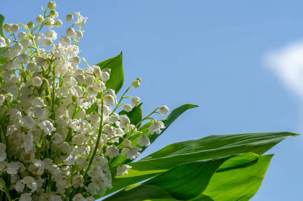 Convallaria Majalis Lelie Van Het Dal Lelie Van Het Dal — Stockfoto